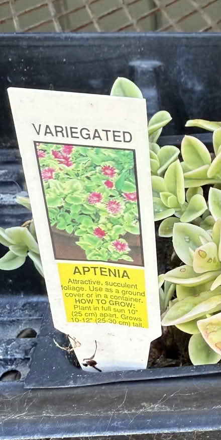 Photo of free Aptenia Succulent Cuttings (Fremont mission area 94539) #4