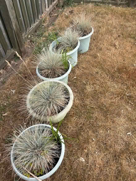 Photo of free Storage items and plants (Warton) #2