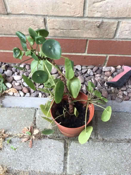 Photo of free Chinese money plant (Calverton MK11) #2