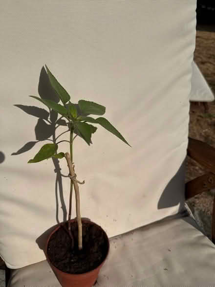 Photo of free sunflower plant (Norbury CR7) #1