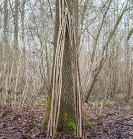 Photo of Hazel poles (Presteigne LD8) #1