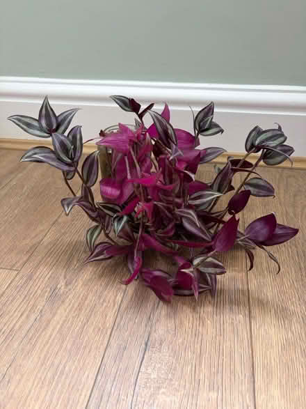 Photo of free Tradescantia Zebrina Plant (Askew W3) #1