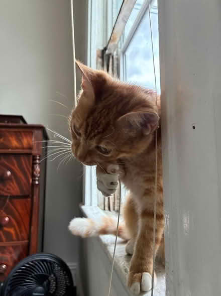 Photo of cat stuff (Richmond, Virginia) #2