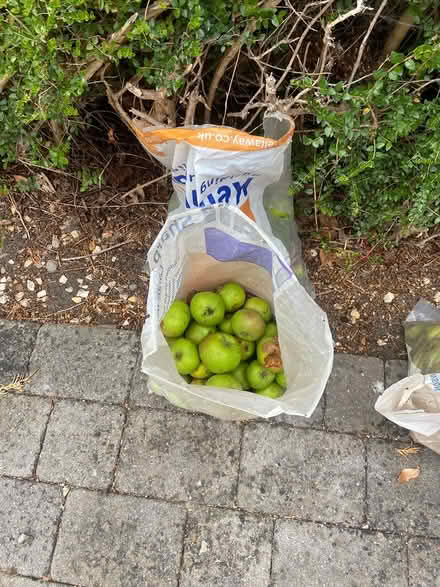 Photo of free Cooking apple ‘fallers’ (BA1) #1