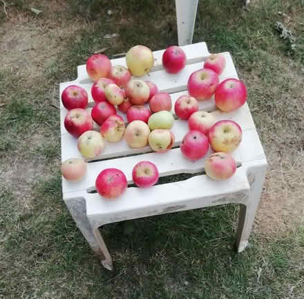 Photo of free Windfalls - Wednesday (Brookvale RG21) #1