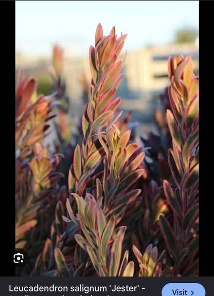Photo of Cuttings of Conebush Leucadendron (Redwood City) #4