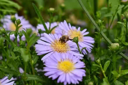 Photo of free Young aster/michaelmas daisy plants (Hatfield AL10) #1