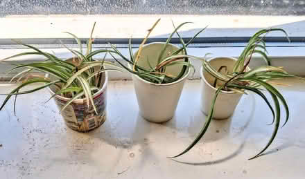 Photo of free spider plants shoots ready to plant (Bellevue EH7) #1