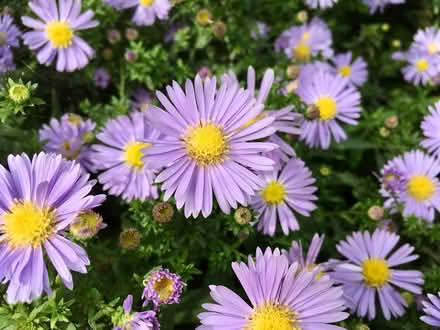 Photo of free Young aster/michaelmas daisy plants (Hatfield AL10) #4