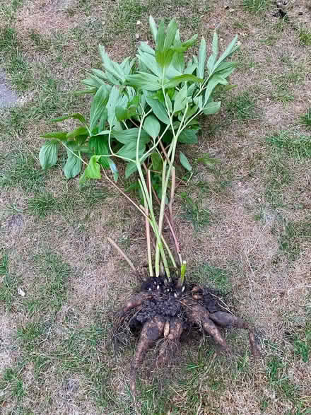 Photo of free Red Peony Plant (Eaton NR4) #1