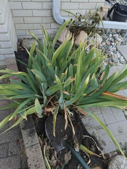 Photo of free Purple bearded Iris-Livonia (Livonia) #1