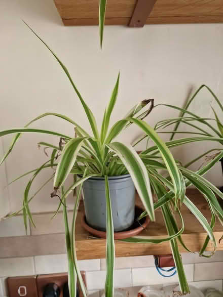 Photo of free house plants (Combe Down BA2) #3