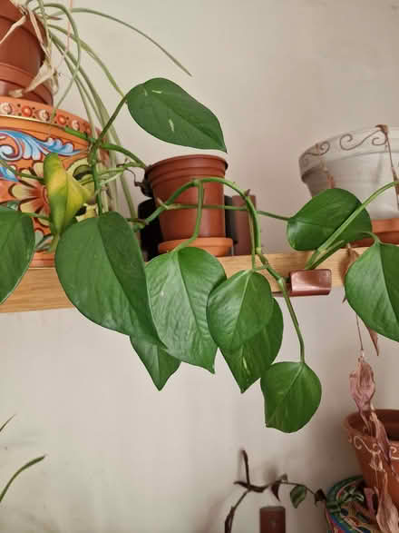 Photo of free house plants (Combe Down BA2) #4