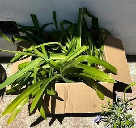 Photo of free Agapanthus Bulbs #1