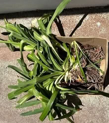 Photo of free Agapanthus Bulbs #2