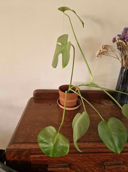 Photo of free house plants (Combe Down BA2) #2
