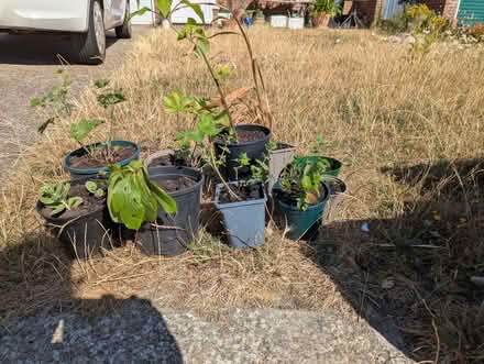 Photo of free Plants (Woodingdean BN2) #1