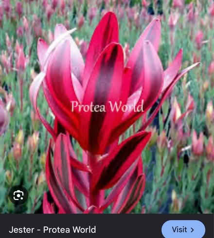 Photo of Cuttings of Conebush Leucadendron (Redwood City) #2