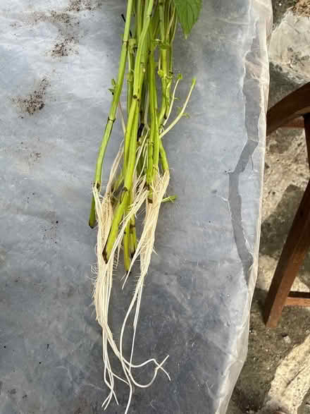 Photo of free Mint plant (Norbury CR7) #2