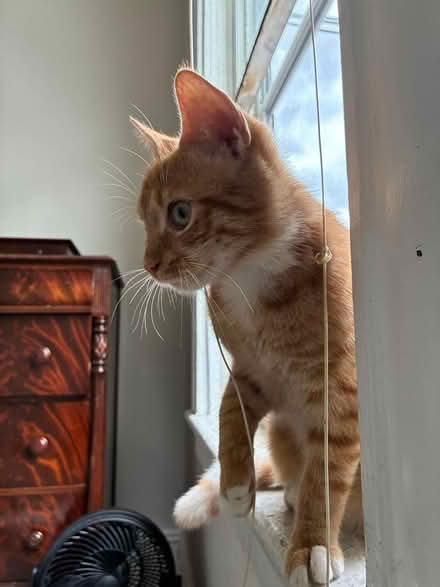 Photo of cat stuff (Richmond, Virginia) #1