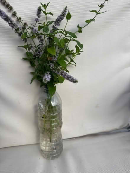 Photo of free Mint plant (Norbury CR7) #1