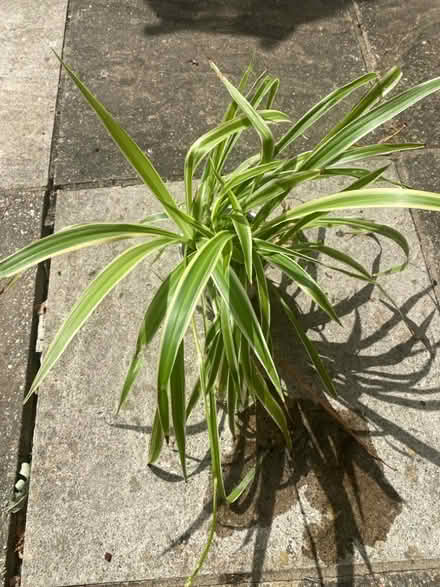 Photo of free Spider plant(s) (Chineham RG24) #1