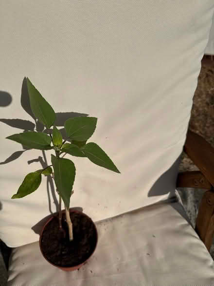Photo of free sunflower plant (Norbury CR7) #2