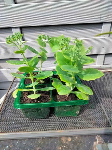 Photo of free Stonecrop Sedum (Ice Plant) (Shenley Lodge MK5) #1