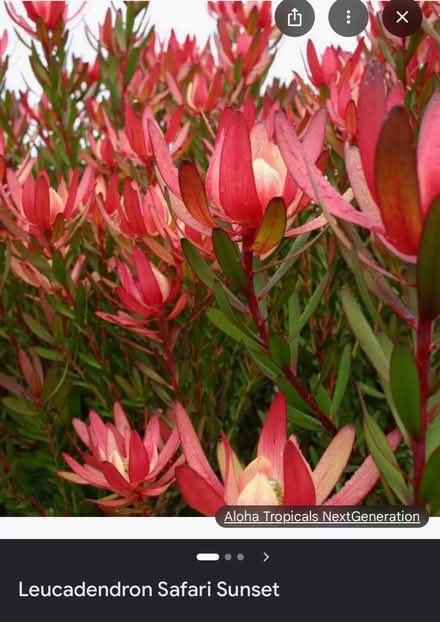 Photo of Cuttings of Conebush Leucadendron (Redwood City) #1