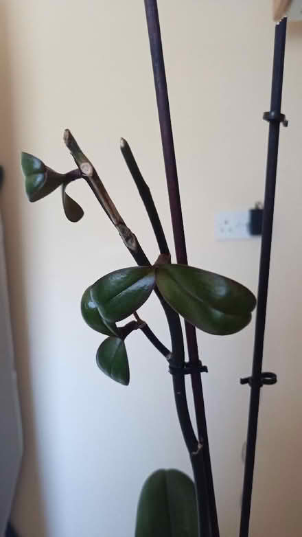 Photo of free Sickly orchid with 3 babes onboard (Hayling Island PO11) #2