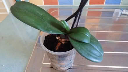 Photo of free Sickly orchid with 3 babes onboard (Hayling Island PO11) #1