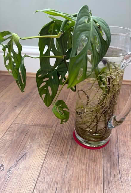 Photo of free Monstera Adansonii Plant (Askew W3) #3