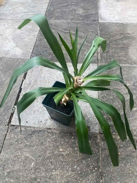 Photo of free Yucca plant (Chineham RG24) #1