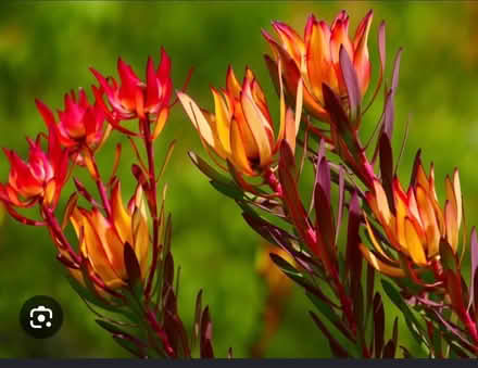 Photo of Cuttings of Conebush Leucadendron (Redwood City) #3