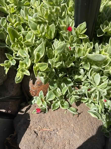 Photo of free Aptenia Succulent Cuttings (Fremont mission area 94539) #1