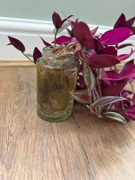 Photo of free Tradescantia Zebrina Plant (Askew W3) #2