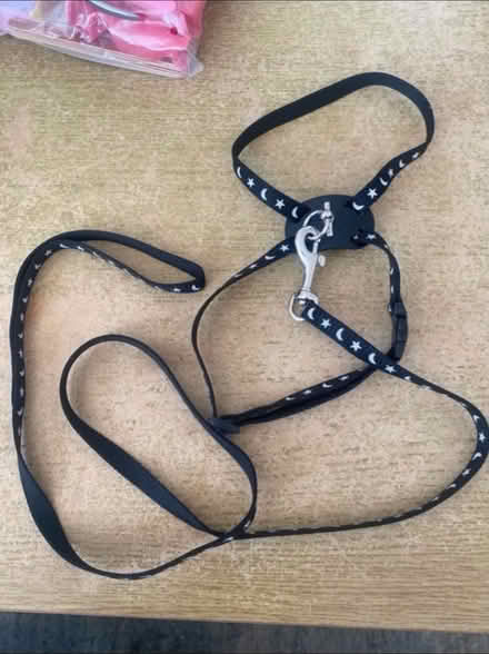 Photo of free Cat/ Small Dog Harness & Lead (Cheshunt En8) #1