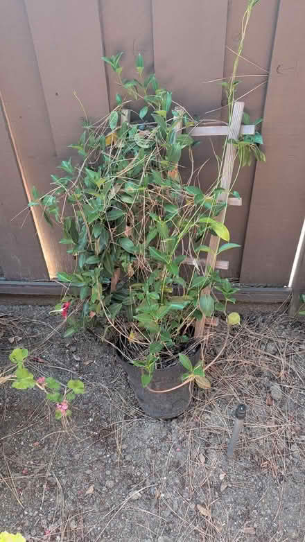 Photo of free To viny flowering plants (Terra Linda) #2