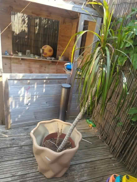Photo of free Houseplant and pot (Meersbrook S8) #1