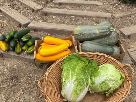 Photo of free Overgrown vegetables (Oakland hills) #1