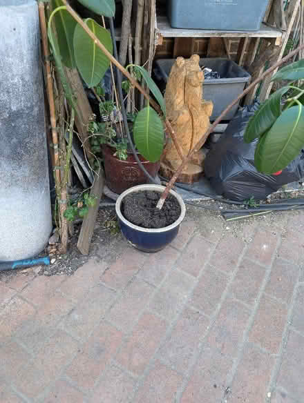 Photo of free Rubber plant and pot (Portslade by Sea BN41) #1