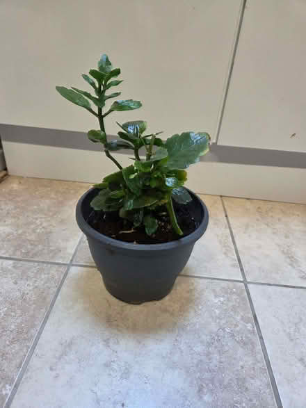 Photo of free Indoor plant that produces pretty flowers (Duffield DE56) #1