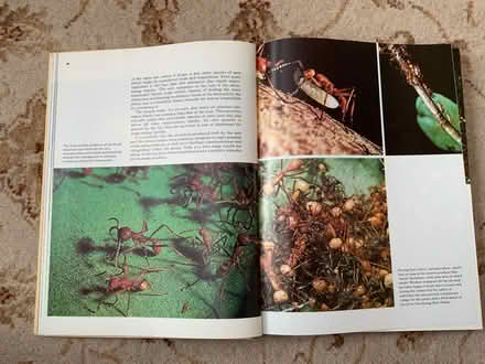 Photo of free Hardback book Animals of South America (Westbrook WA5) #3