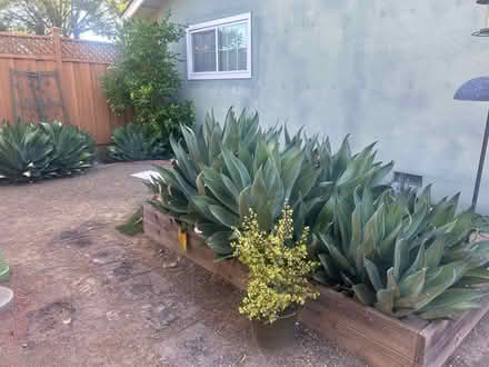 Photo of free Agave Plants (95129) #2