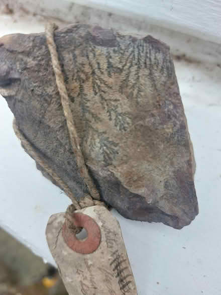 Photo of free Fossil of a fern (Hale Village L24.) #1