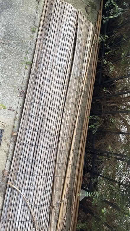 Photo of free Bamboo plats (Catford SE6) #1