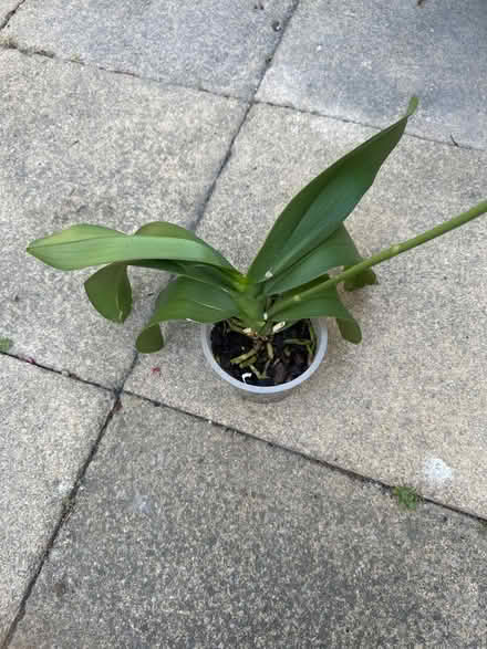 Photo of free White orchid plant (CO4 9 Colchester) #1