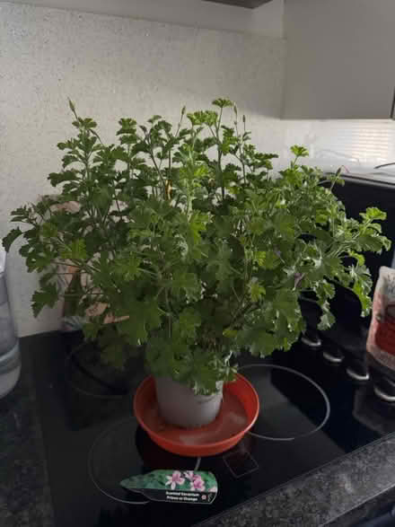 Photo of free orange scented Geranium (gu12) #1
