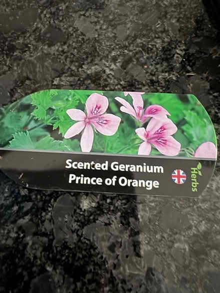 Photo of free orange scented Geranium (gu12) #2