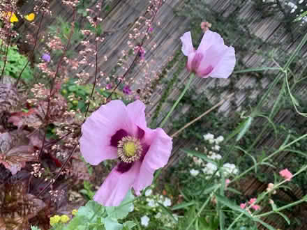 Photo of free Poppy seeds and cerinthe seeds (Mount Pleasant SY1) #1